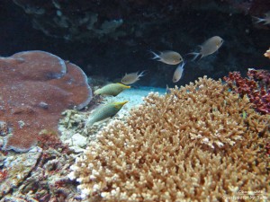 IMG_0879