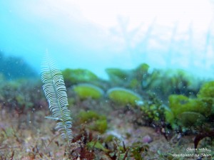 DSCF2090
