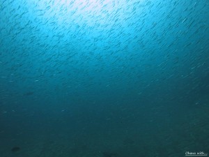 IMG_8117