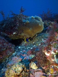 R0017288