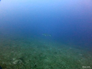 IMG_0137