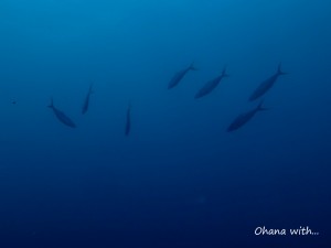 DSCF8860