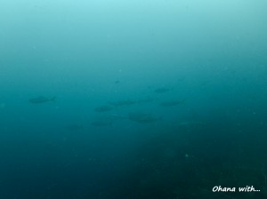 DSCF9514
