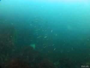 IMG_1204