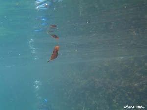 DSCF0861