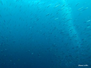DCIM100GOPRO