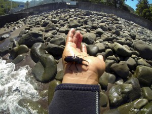 DCIM100GOPRO