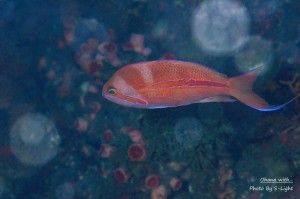 IMG_4146