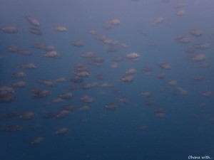 P7260040