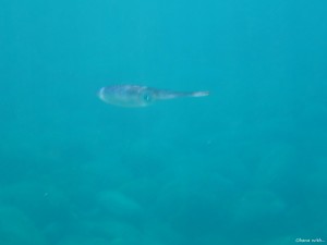 P7310066
