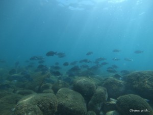 DCIM116GOPROGOPR6273.JPG