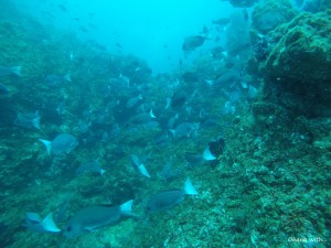 DCIM100GOPROGOPR0036.JPG