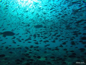 DCIM100GOPROGOPR0325.JPG