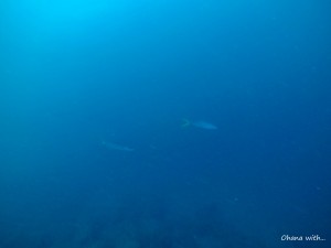 DCIM100GOPROGOPR0909.JPG