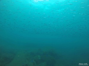 DCIM100GOPROGOPR1143.JPG