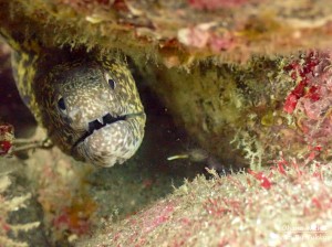 ﾂｯｷｰ：海のクロちゃん