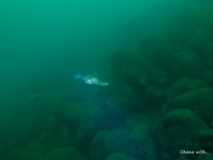 DCIM100GOPROGOPR1862.JPG