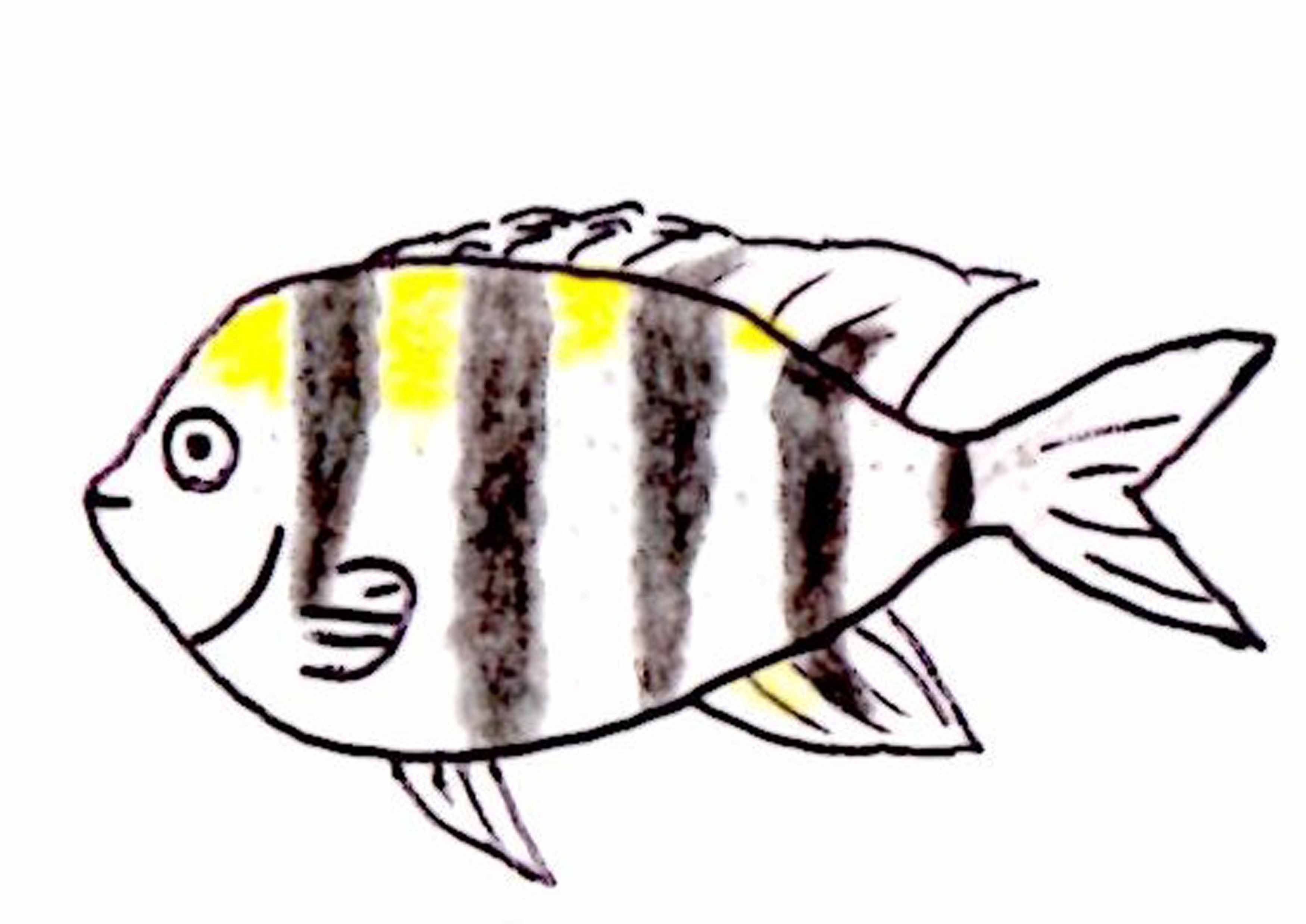 Juriおすすめ 11月の伊豆で見られる魚 其の七 Ohanawith