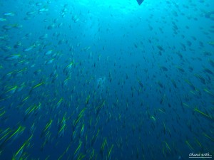 DCIM118GOPROGOPR2650.JPG