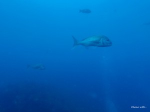DCIM100GOPROG0320125.JPG