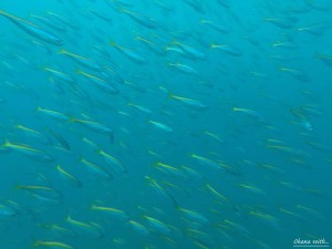 DCIM118GOPROGOPR7935.JPG