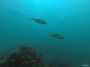 DCIM100GOPROGOPR0021.JPG
