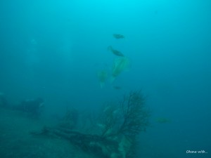 DCIM101GOPROGOPR1265.JPG
