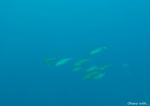 G0332207