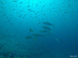 DCIM100GOPROGOPR0059.JPG