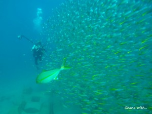 DCIM118GOPROGOPR3208.JPG