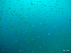 DCIM100GOPROGOPR5983.JPG