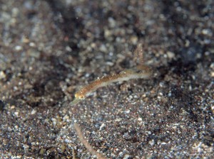 IMG_7598[1]
