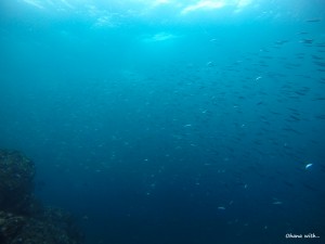 DCIM100GOPROGOPR5338.JPG