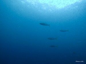 DCIM136GOPROGOPR8914.JPG