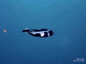 S__31113226