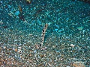 line_oa_chat_201125_190401