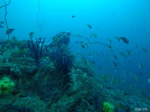 DCIM101GOPROGOPR2455.JPG