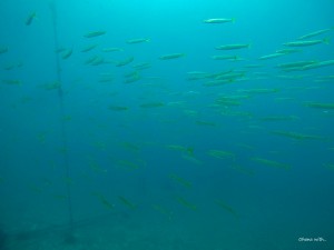 DCIM136GOPROGOPR9093.JPG