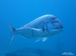 line_oa_chat_201229_190408