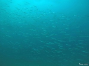 DCIM100GOPROGOPR0011.JPG