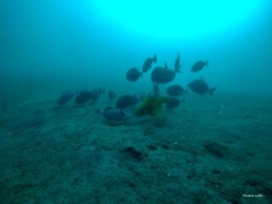 DCIM100GOPROGOPR0006.JPG