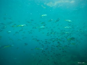 DCIM100GOPROGOPR0022.JPG