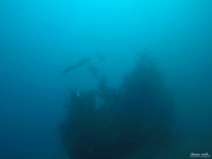 DCIM100GOPROGOPR5996.JPG