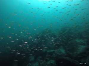 DCIM105GOPROGOPR1085.JPG