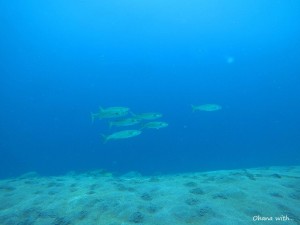 DCIM100GOPROGOPR0006.JPG