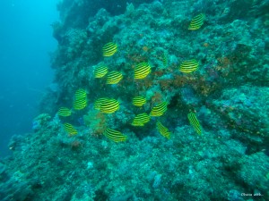 GOPR0075