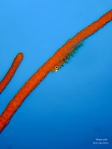 P6292519