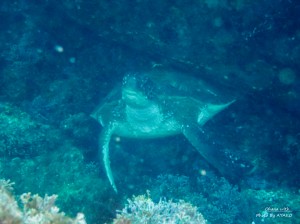 line_oa_chat_210630_204752