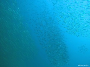 DCIM100GOPROGOPR0019.JPG