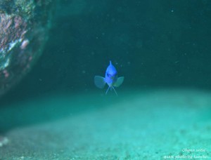 line_oa_chat_210910_184513